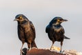 Pale Winged Starling