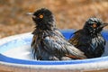 The pale-winged starlings enjoing a bath in the water. Onychognathus nabouroup