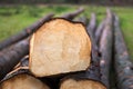 Pale wood trees felled