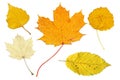 Pale and yellow autumn leaves Royalty Free Stock Photo