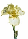 Pale Yellow Bearded Iris Royalty Free Stock Photo