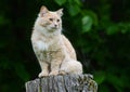 Pale yellow cat sitting on a tree stump. Royalty Free Stock Photo