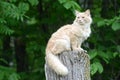 Pale yellow cat sitting on a tree stump. Royalty Free Stock Photo