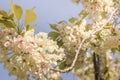 Pqle yellow cherry blossom of Asukayama park in the Kita district of Tokyo, Japan.