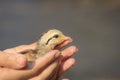 A pale yellow chick in the palm of a woman against a blurred background