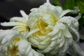 Chrysanthemum flower after rain