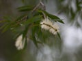 Pale yellow or creamy coloured bottlebrush flowers on a Paperbark tree