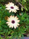 Pale yellow and dark purple Shrubby daisybush flowers Royalty Free Stock Photo