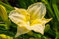 Pale Yellow daylilies flowers or Hemerocallis. Daylilies on green leaves background. Flower beds with flowers in garden. Royalty Free Stock Photo