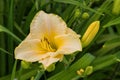 Pale Yellow daylilies flowers or Hemerocallis. Daylilies on green leaves background. Flower beds with flowers in garden. Royalty Free Stock Photo