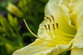 Pale Yellow daylilies flowers or Hemerocallis. Daylilies on green leaves background. Flower beds with flowers in garden. Royalty Free Stock Photo