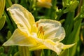 Pale Yellow daylilies flowers or Hemerocallis. Daylilies on green leaves background. Flower beds with flowers in garden. Royalty Free Stock Photo