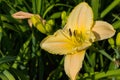 Pale Yellow daylilies flowers or Hemerocallis. Daylilies on green leaves background. Flower beds with flowers in garden. Royalty Free Stock Photo