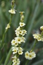 Pale Yellow-eyed Grass Royalty Free Stock Photo