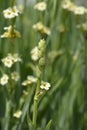 Pale Yellow-eyed Grass Royalty Free Stock Photo