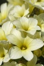 Pale Yellow-eyed Grass Royalty Free Stock Photo