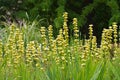 Pale yellow-eyed-grass or Sisyrinchium striatum Royalty Free Stock Photo