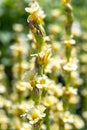 Pale yellow eyed grass sisyrinchium striatum flowers Royalty Free Stock Photo
