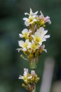 Pale yellow-eyed-grass Sisyrinchium striatum, flowers in close-up Royalty Free Stock Photo