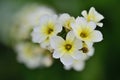 Pale yellow eyed grass Sisyrinchium striatum Royalty Free Stock Photo