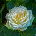 Pale yellow flower of blooming rose.