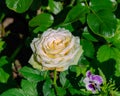 Pale yellow flower of blooming rose.