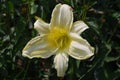 Pale Yellow Flowering Lily Blossom in a Garden Royalty Free Stock Photo