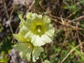 Pale yellow flowers on Hollyhock, Alcea Rugosa, close-up with bokeh background, selective focus, shallow DOF