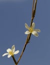 Pale yellow flowers of the pliant lettuce