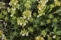Teucrium montanum flower close up