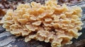 Pale Yellow Fungus Cluster on Forest Floor Royalty Free Stock Photo