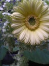 Pale yellow gerbera daisy