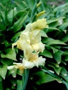 Pale yellow gladiolus cluster
