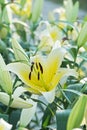 Pale Yellow Lilly Flower