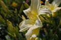 Pale Yellow Lily in a Garden of Daylilies Royalty Free Stock Photo