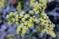 Pale Yellow Limonium sinuatum in Bloom Royalty Free Stock Photo