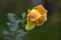 Pale yellow orange rose in the garden in bloom, beautiful flowering plant with bowed flowers head Royalty Free Stock Photo