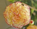 Pale yellow pink carnation flower closeup Royalty Free Stock Photo