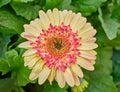 Pale yellow and red Gerber daisy closeup Royalty Free Stock Photo