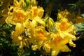 Pale yellow rhododendron flowers Royalty Free Stock Photo