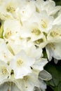 Pale yellow rhododendron Royalty Free Stock Photo