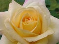 Pale Yellow rose bloom Royalty Free Stock Photo