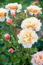 Pale yellow rose bush with red buds in the garden Royalty Free Stock Photo