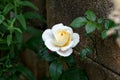 Pale yellow rose flower in summer cottage garden