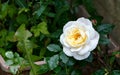 Pale yellow rose flower in summer cottage garden