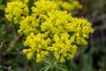 Pale Yellow Sulphurflower Blooms Along Trail in Rocky Mountain Royalty Free Stock Photo