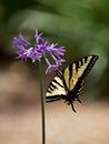 A pale yellow swallowtail butterfly on flowers