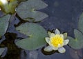 Pale yellow waterlily flower of Nymphaea pygmaea \'Helvola\' Royalty Free Stock Photo