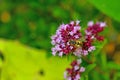 Palearctic hoverfly on a thyme flower Royalty Free Stock Photo