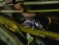 Palearctic Jumping Spider Royalty Free Stock Photo